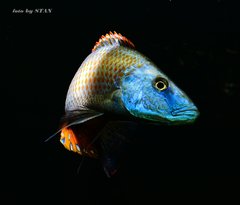 Dimidiochromis compressiceps