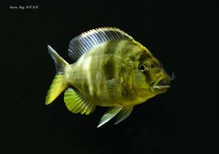 Nimbochromis venustus