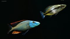 Dimidiochromis compressiceps