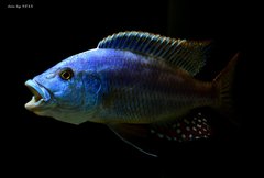 Nimbochromis fuscotaeniatus