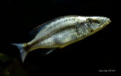 Dimidiochromis compressiceps