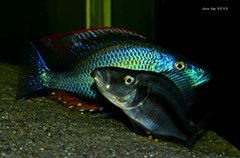 Dimidiochromis compressiceps