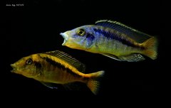 Mylochromis spec. 'lateristriga Makanjila'(mchuse)