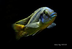 Mylochromis spec. 'lateristriga Makanjila'(mchuse), hi reef