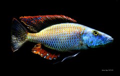 Dimidiochromis compressiceps