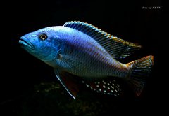 Nimbochromis fuscotaeniatus