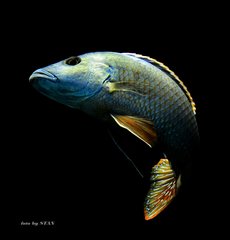 Nimbochromis fuscotaeniatus