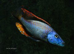 Dimidiochromis compressiceps chizumulu