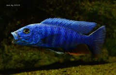 Sciaenochromis fryeri