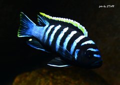 CYNOTILAPIA ZEBROIDES RED TOP LIKOMA