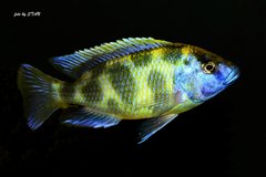 Nimbochromis venustus