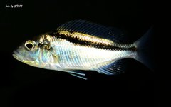 Buccochromis atritaeniatus