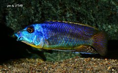 Mylochromis spec. 'lateristriga Makanjila'(mchuse), Hi reef - WF