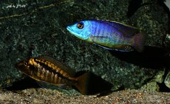 Mylochromis spec. 'lateristriga Makanjila'(mchuse), hi reef