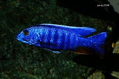 Sciaenochromis fryeri