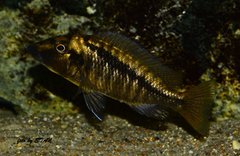 Mylochromis spec. 'lateristriga Makanjila'(mchuse)