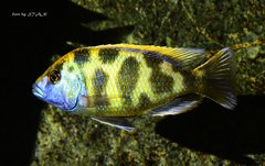 Nimbochromis venustus