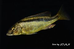 Mylochromis formosus