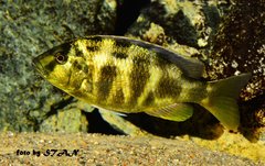 Nimbochromis venustus