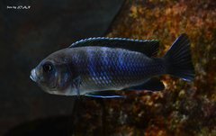 Cynotilapia zebroides red top Likoma