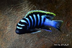 Cynotilapia zebroides red top Likoma