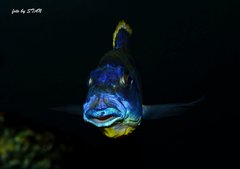 Mylochromis spec. 'lateristriga Makanjila'(mchuse), hi reff WF