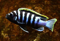 CYNOTILAPIA ZEBROIDES RED TOP LIKOMA