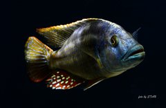 Nimbochromis fuscotaeniatus