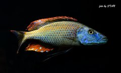 Dimidiochromis compressiceps