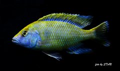 Nimbochromis venustus