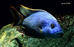 Nimbochromis fuscotaeniatus