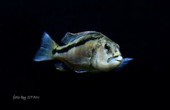 Aristochromis christyi