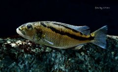 Aristochromis christyi