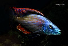 Dimidiochromis compressiceps