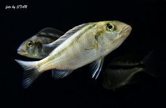 Bccochromis atritaeniatus