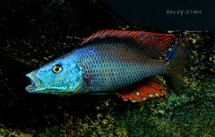 Dimidiochromis compressiceps