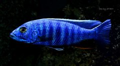 Sciaenochromis fryeri