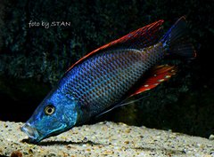 dimidiochromis compressiceps chizumulu