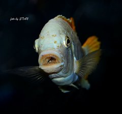 Metriaclima greshakei makokola reef