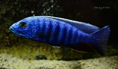 Sciaenochromis freyi