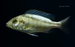 buccochromis atritaeniatus