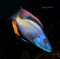 dimidiochromis compressiceps chizumulu