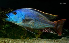 Nimbochromis fuscotaeniatus