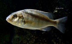 buccochromis atritaeniatus