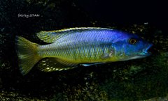 Taeniochromis holotaenia