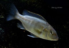 Buccochromis atritaeniatus