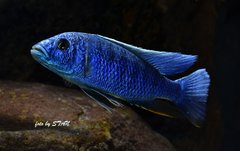 Sciaenochromis fryeri