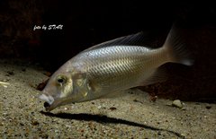 Buccochromis atritaeniatus