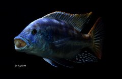 Nimbochromis fuscotaeniatus i buccochromis atritaeniatus