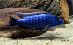 Sciaenochromis fryeri